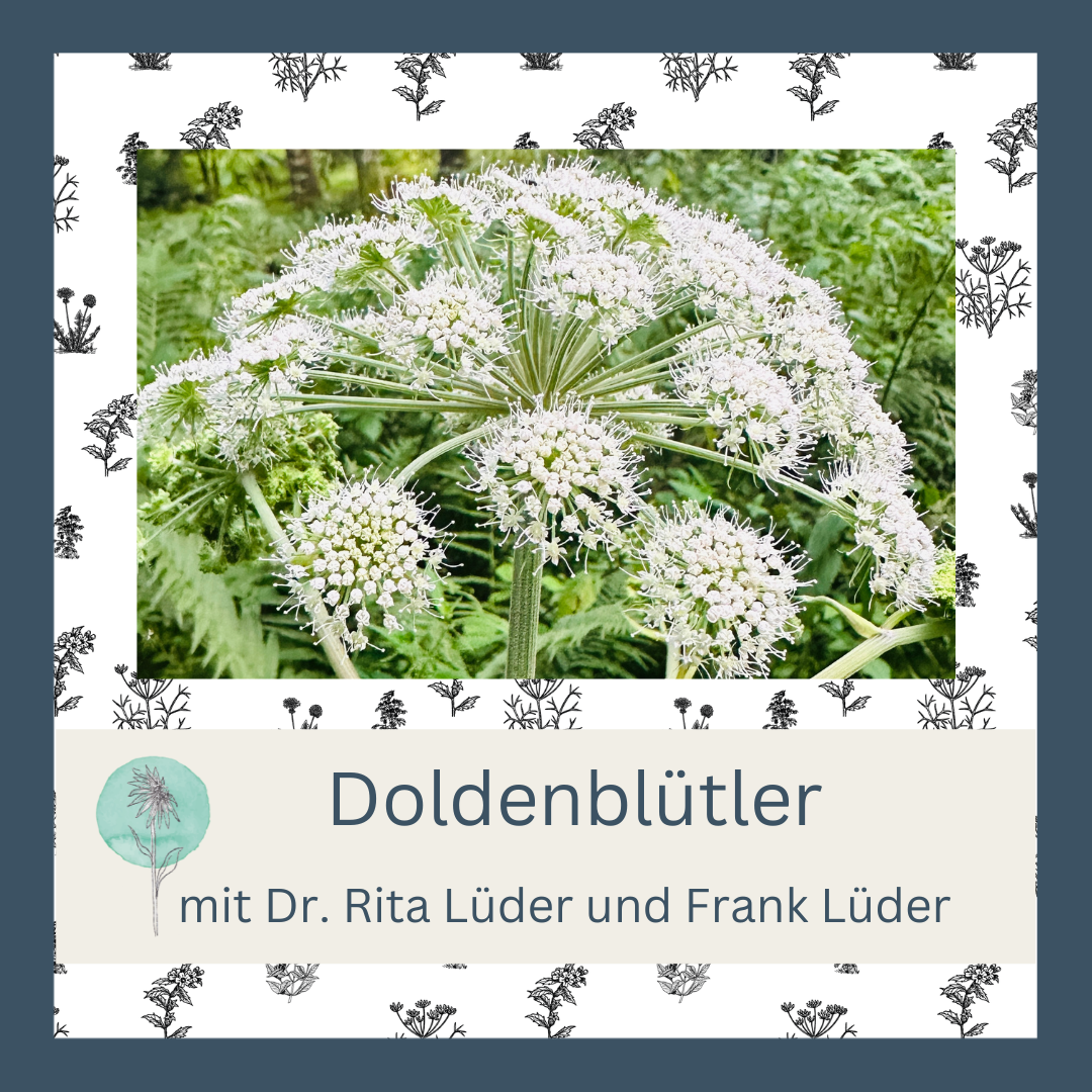 Doldenblütler Fortbildung