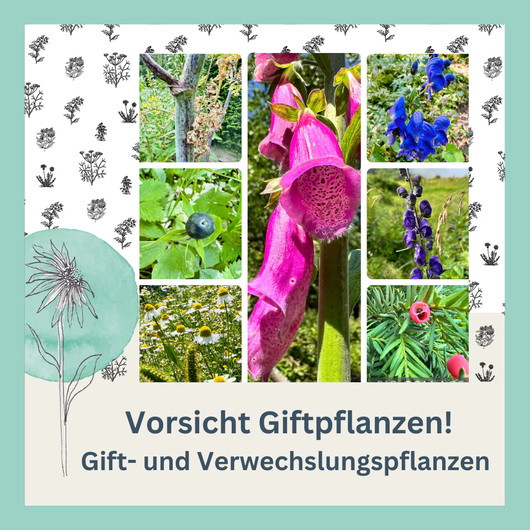 Giftpflanzen Kurs