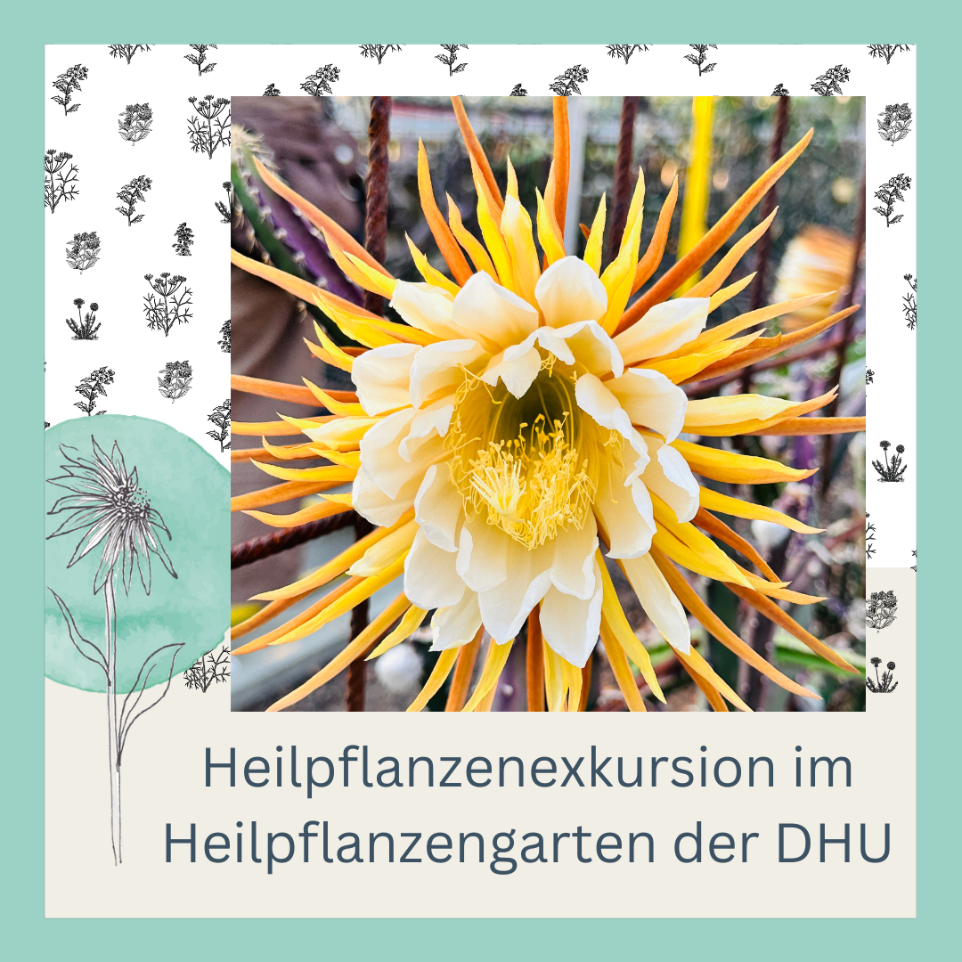 Heilpflanzenexkursion in der DHU - Heilpflanzengarten