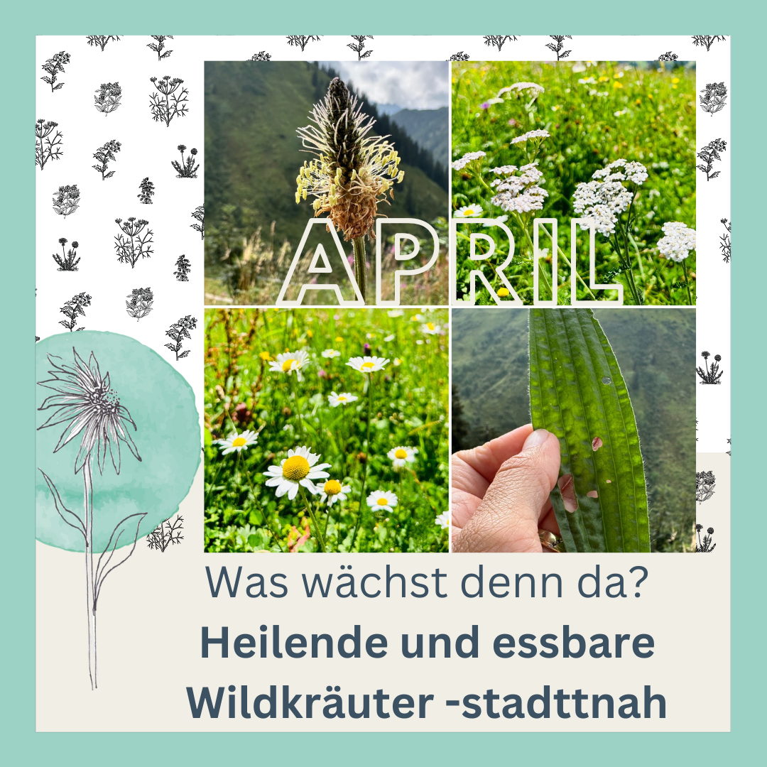 Wildkräuterwanderung im April - Was wächst denn da ?