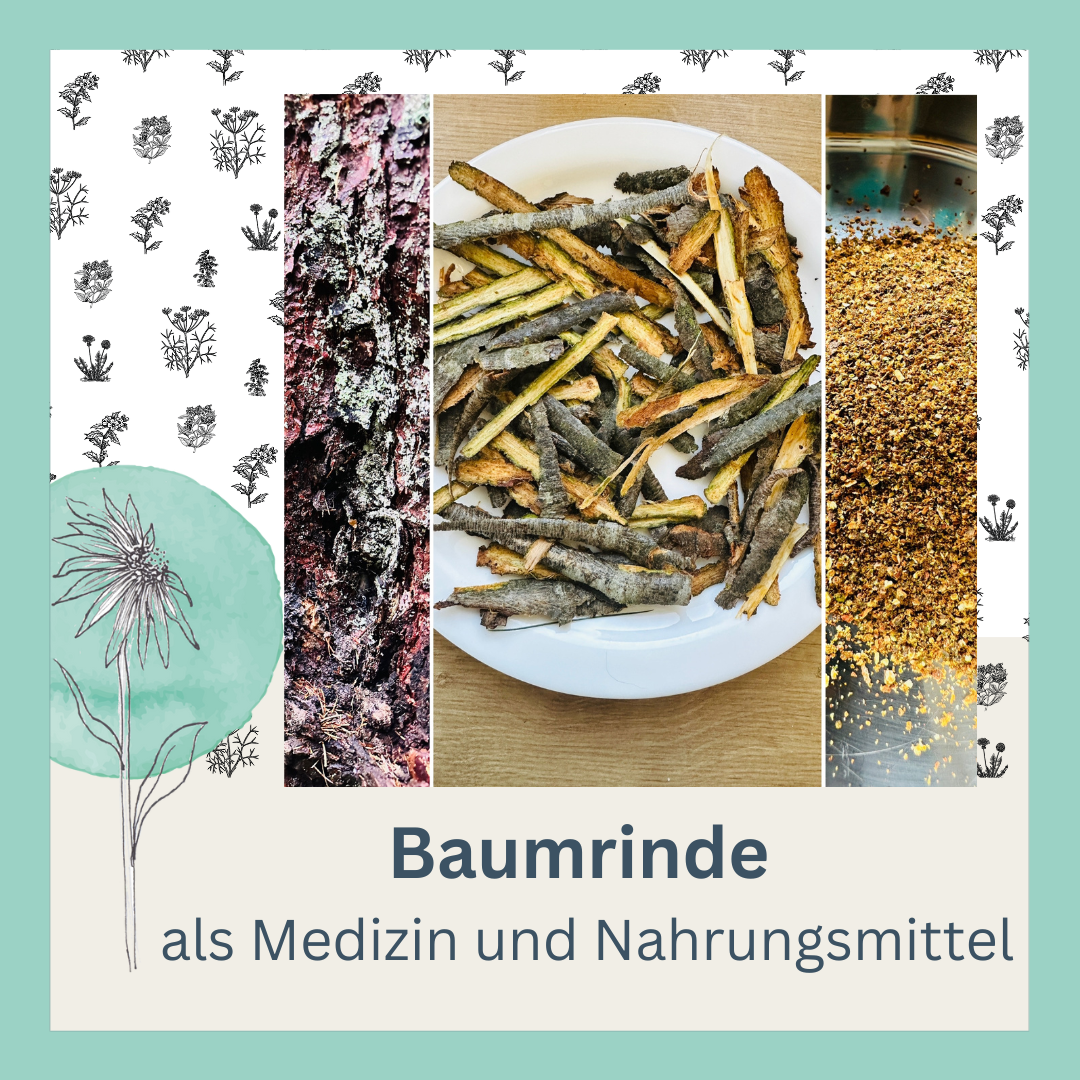 Baumrindenkurs - Medizin und Nahrungsmittel