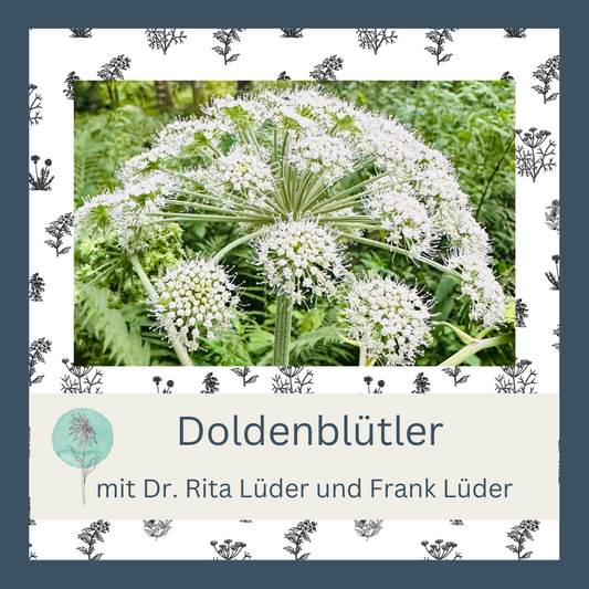 Doldenblütler Fortbildung 