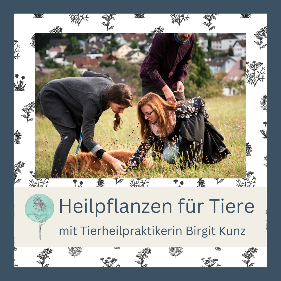 Weiterbildung - Heilpflanzen für Tiere