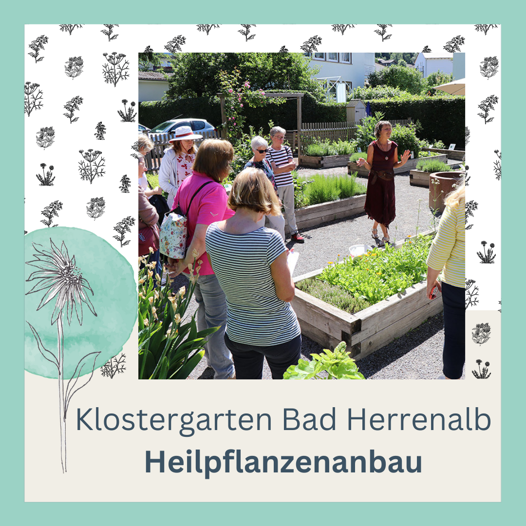 Klostergarten Heilpflanzenanbau