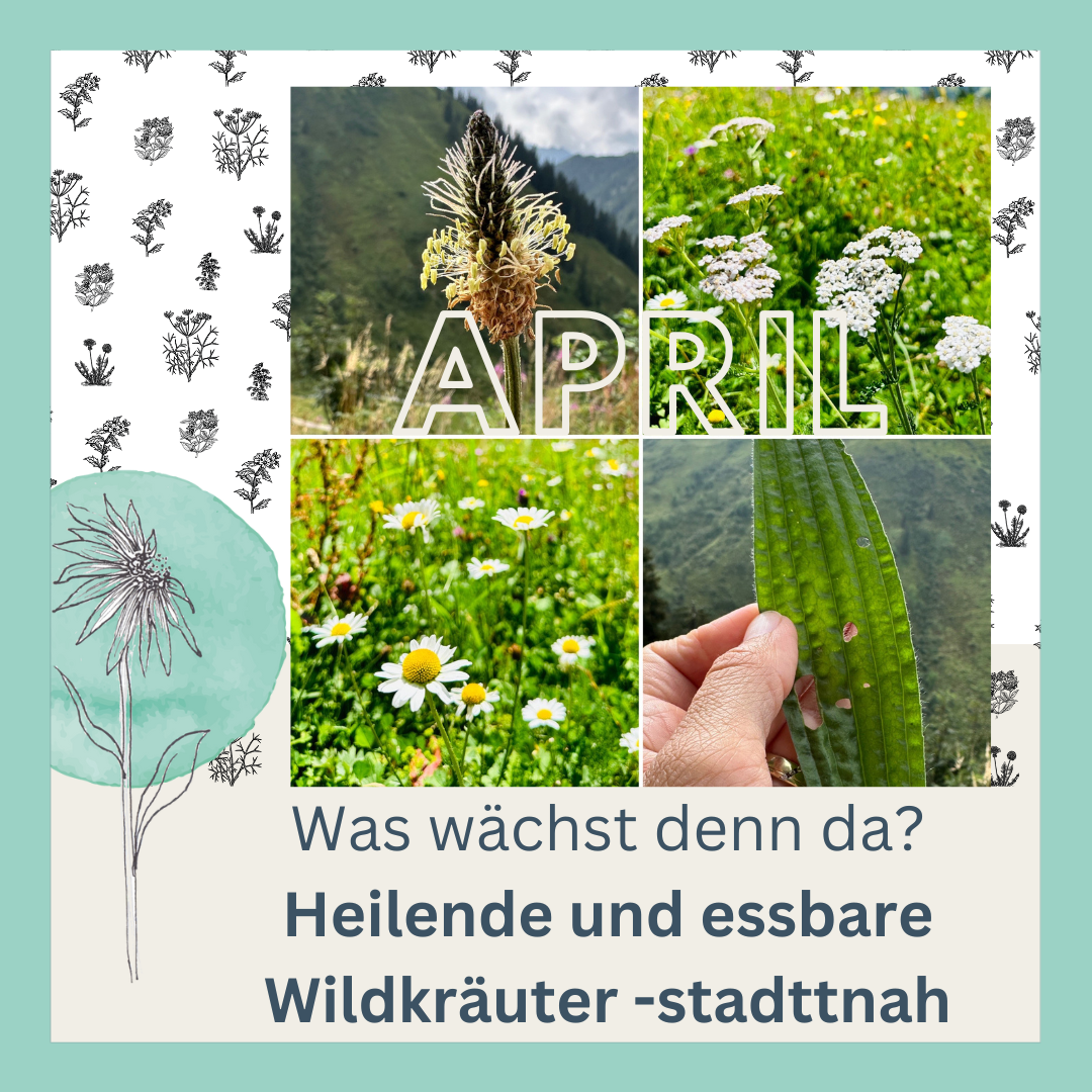 Wildkräuterwanderung im April - Was wächst denn da ? 