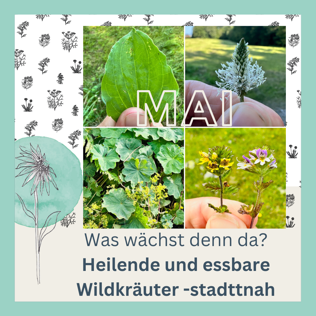 Wildkräuterwanderung im Mai - Was wächst denn da? 